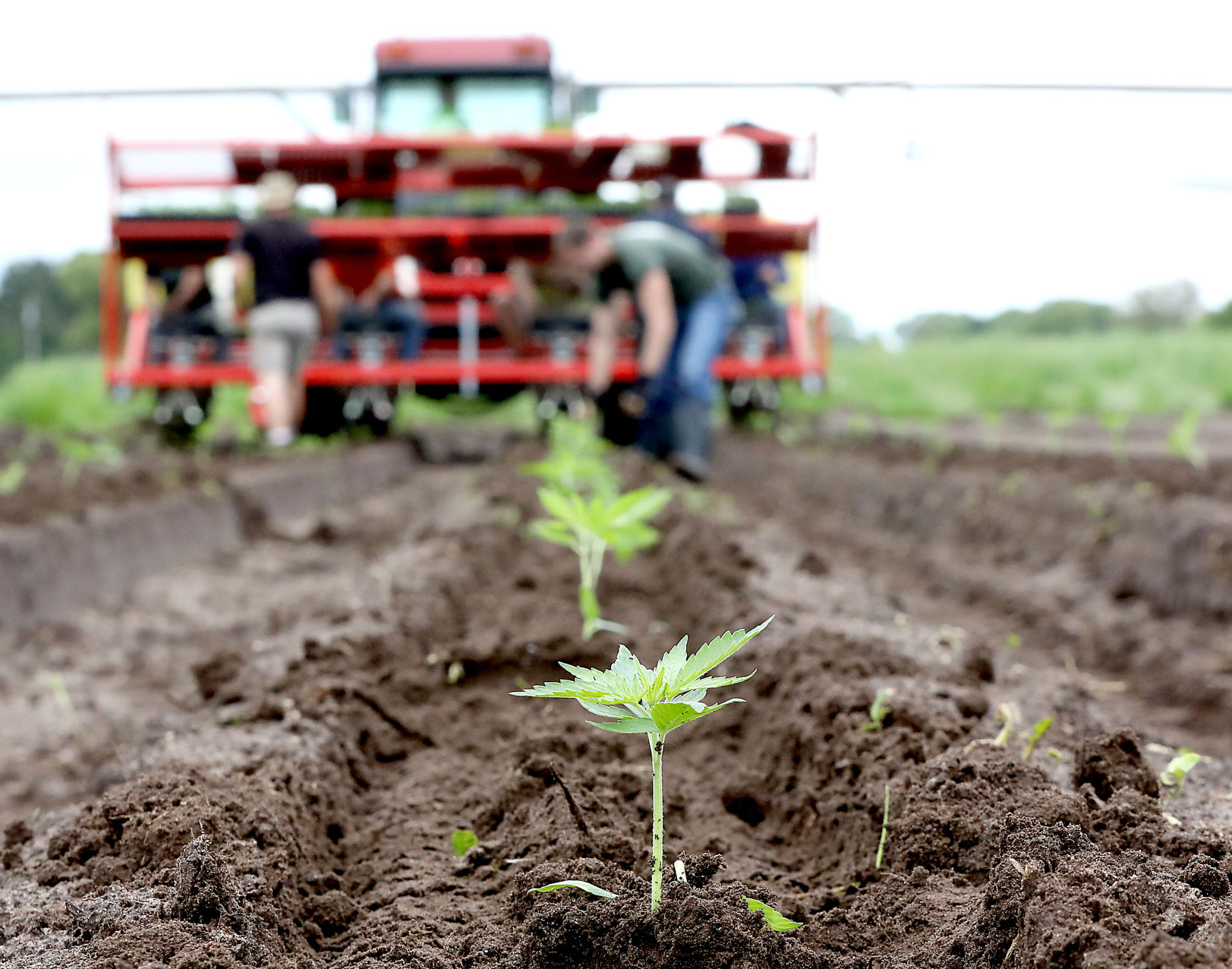 A hemp revival